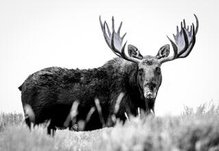 Bull Moose Stops to Look