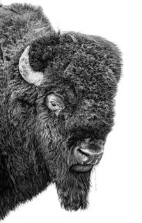 Majestic Bison
