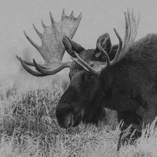 Bull Moose in Late Fall