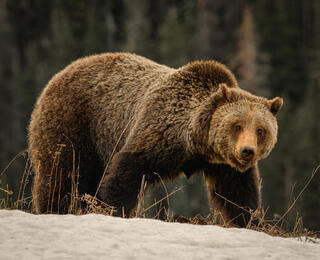 Mama Grizzley