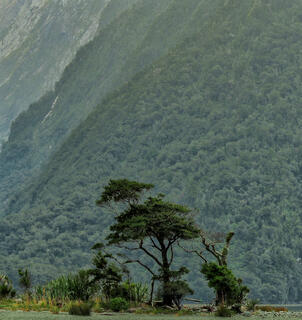 Prominent Trees In Milford Sound