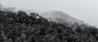 Shoreline along Milford Sound