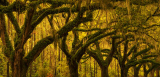 Morning Light Shines Behind Oak Trees