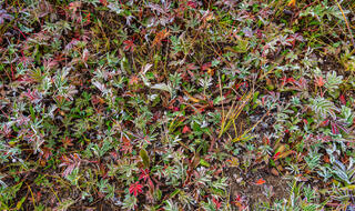 Mountain Carpet