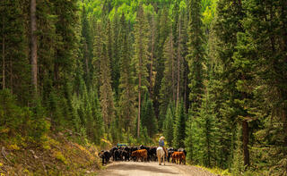 Moving Cattle to Pasture
