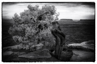 Juniper Tree 