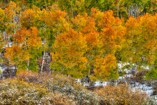 Aspens After the Snow