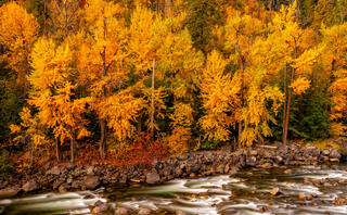 Color Lines the Riverbank
