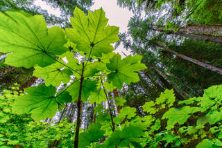 Looking Up from Forest Floor