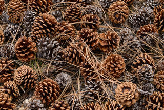 Blanket of Acorns