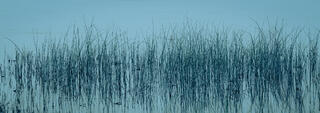 Pond grass North of Arctic Circle