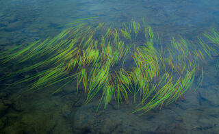 Pond Grass