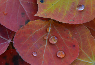 Fall aspen leaves with raindrops