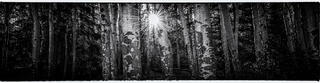 Setting Sun Thru Aspens