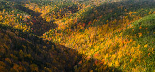 Shadows move over the fall color