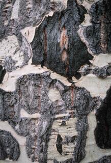 Aspen Bark Pattern 1993