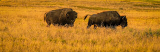 Bison in Sunset Light