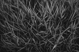 Summer Grass