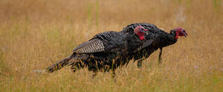 Turkeys Singing