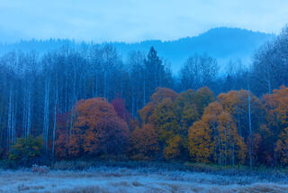 Fall Color Peeks thru the Fog