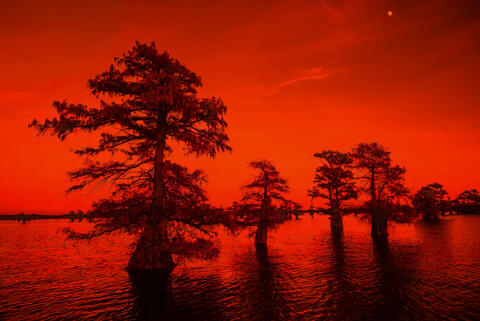 Forest and Water