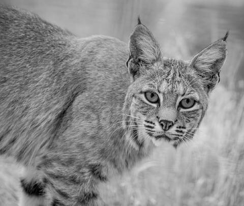 Wildlife